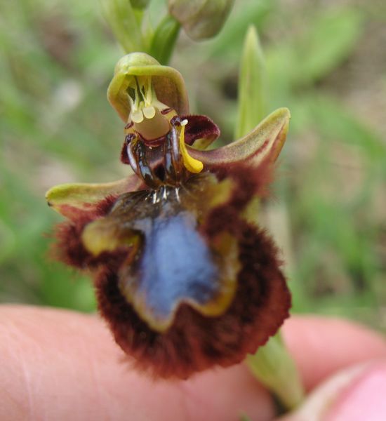 Ophrys ciliata Biv., Ophrys speculum Link., Espejo de Venus 5