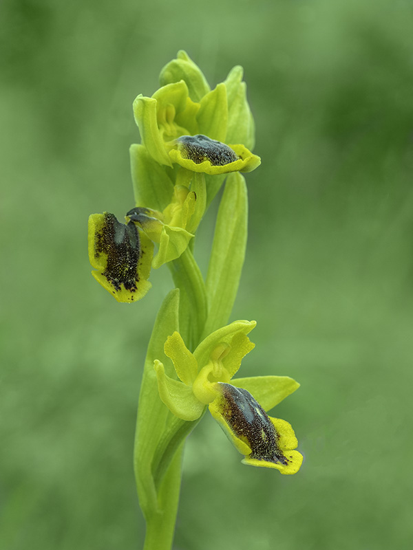 Ophrys lutea (Gouan) Cav.