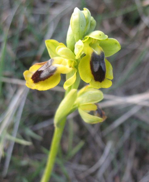 Ophrys lutea (Gouan) Cav., Orqu�dea amarilla