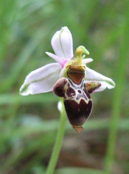 Ophrys scolopax Cav., Flor de la becada 5