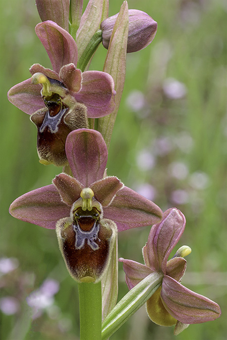 Ophrys ficalhoana x O. sphegodes
