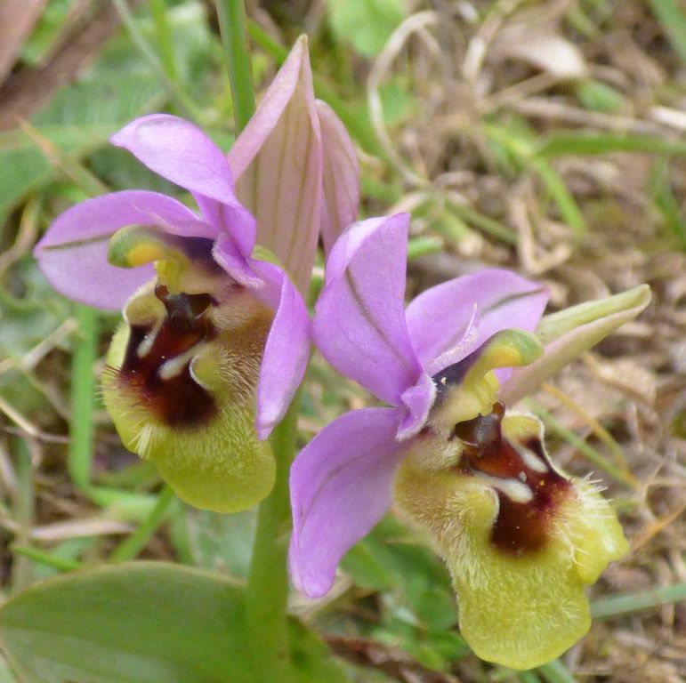 Ophrys tenthredinifera Willd., Abejera. 2