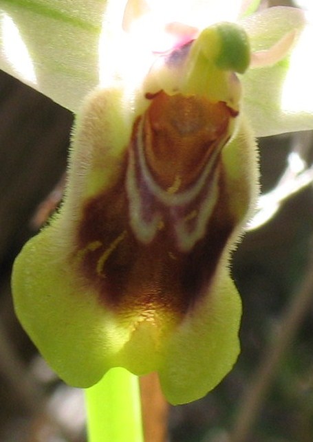 Ophrys tenthredinifera Willd. 5