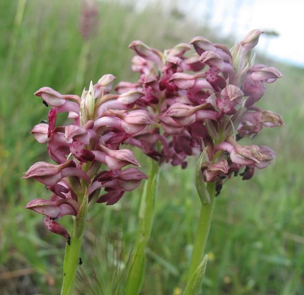 Orchis coriophora L., Orquidea olorosa, Olor a chinches 2