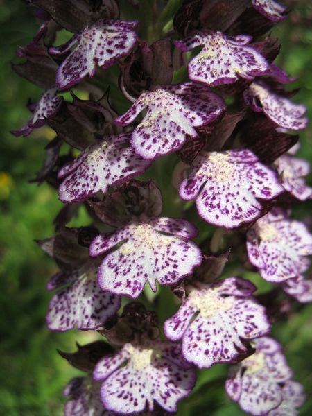 Orchis purpurea Huds., Orqu�dea dama