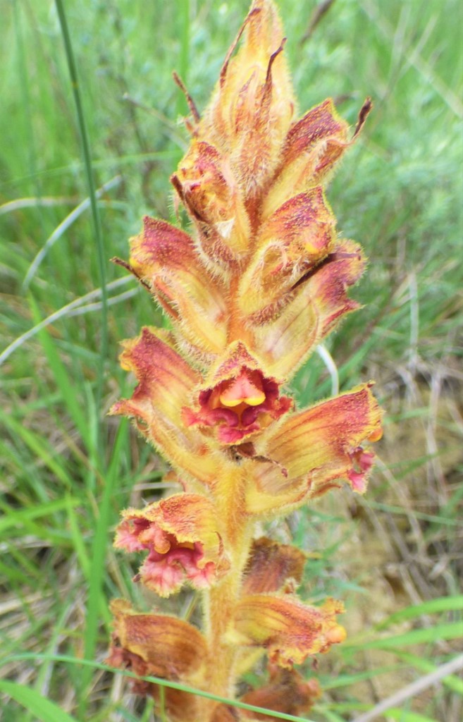 Orobanche gracilis Sm. 5
