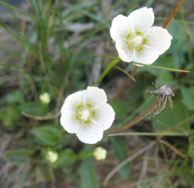 Parnassia palustris L., Parnasia, Hep�tica blanca 2