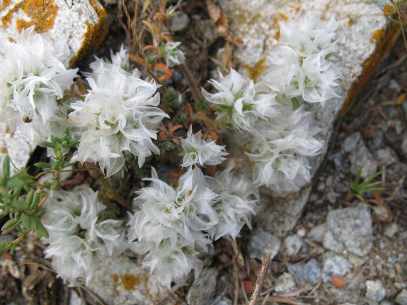 Paronychia capitata subsp. capitata (L.) Lam., Sanguinaria, Hierba laplata, Nevadilla