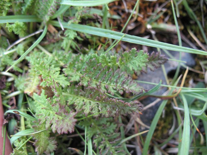 Pedicularis pyrenaica subsp. lasiocalyx (Gren.) O. Bolòs & Vigo, = Pedicularis mixta Gren, Matagüellas 4