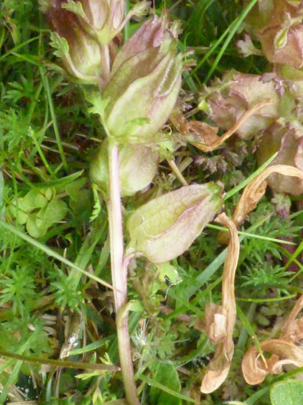 Pedicularis sylvatica L., Gallarito.