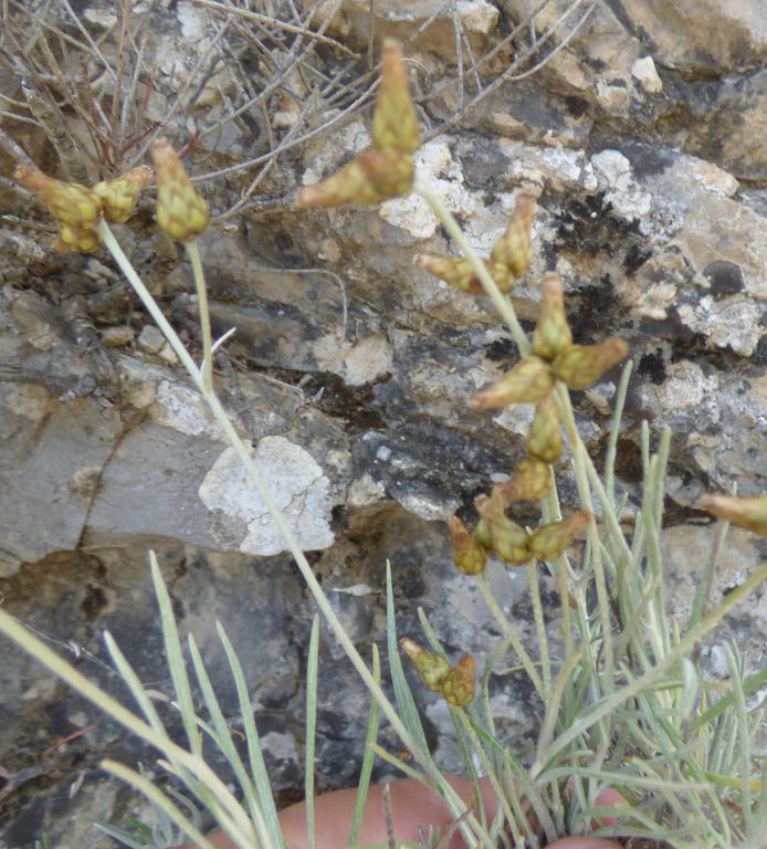 Phagnalon sordidum (L.) Reichenb, Coniza sórdida. 4