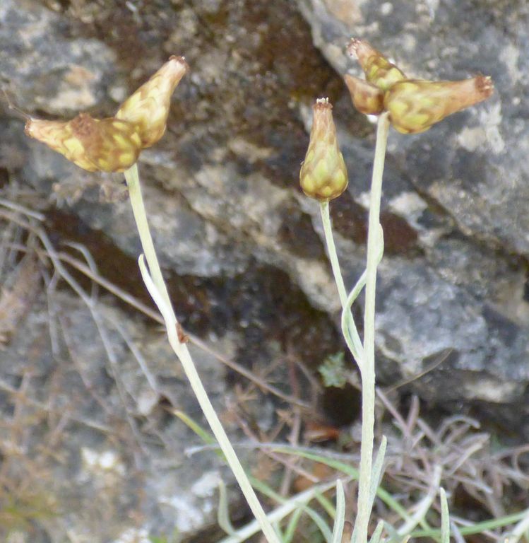 Phagnalon sordidum (L.) Reichenb, Coniza s�rdida. 5