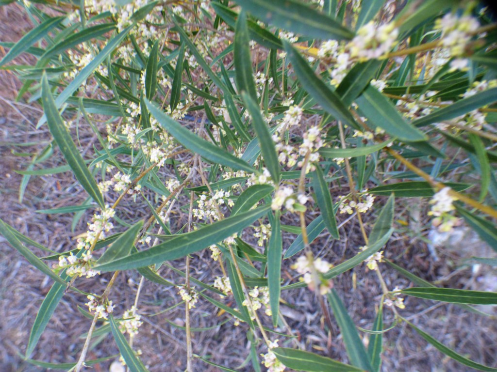 Phillyrea angustifolia L., Labi�rnago. 3