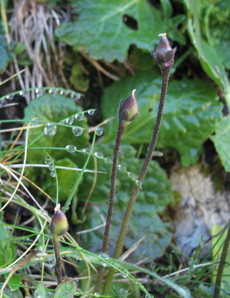 Pinguicula alpina (L.) Sd, Tiraña alpina 2
