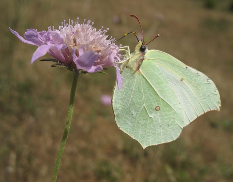 Gonepteryx rhamni (Linnaeus 1758), Mariposa limonera.