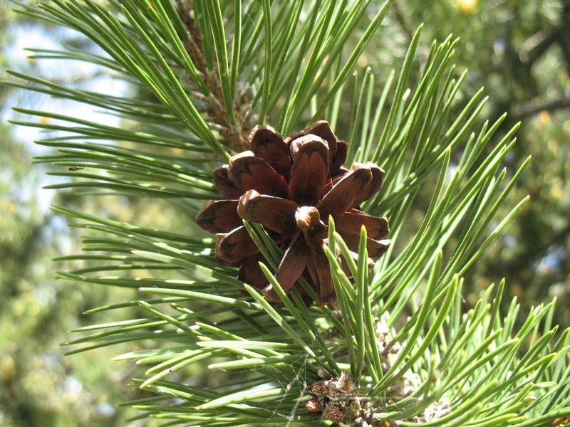 Pinus uncinata Mill., Pino negro de montaña, Mendi-pinua 5