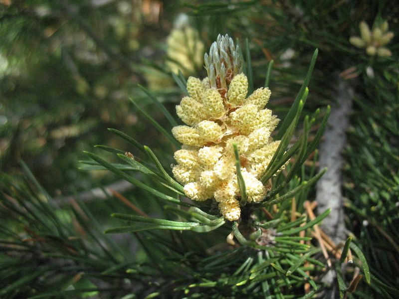Pinus uncinata Mill., Pino negro de monta�a, Mendi-pinua 3