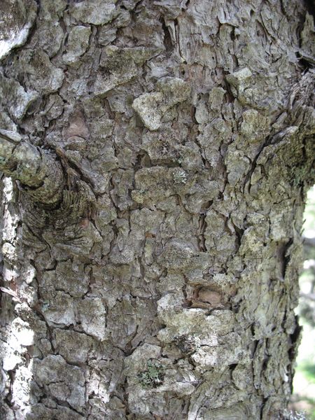 Pinus uncinata Mill., Pino negro de monta�a, Mendi-pinua