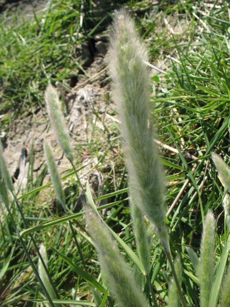 Polypogon maritimus Willd.
