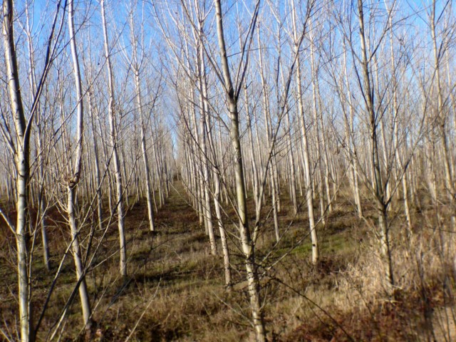 Populus deltoides Marshall. Chopo de Virginia o americano. 3