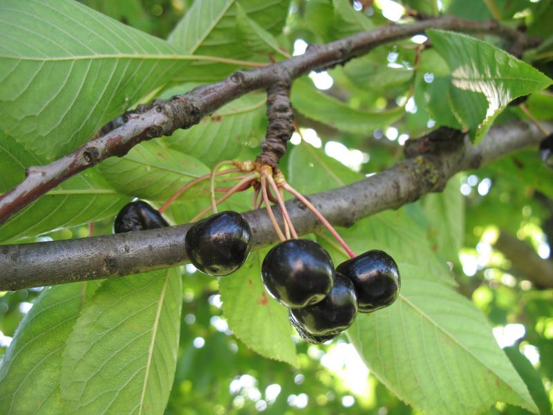 Prunus avium L., Cerezo silvestre, Cerezo de monte 3