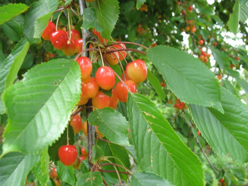 Prunus Cerasus L., Cerezo silvestre, Guindo ácido, Guindal 2