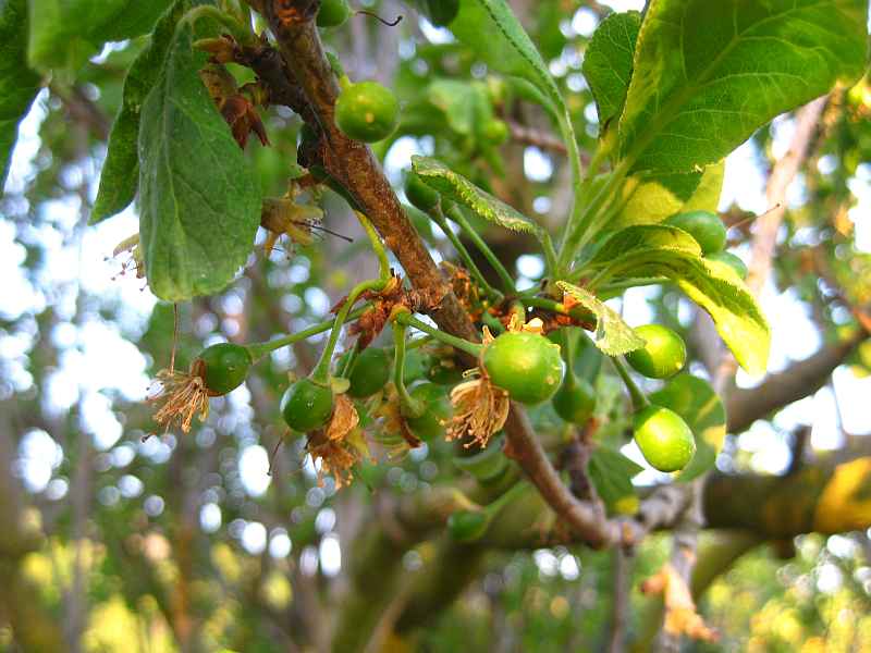 Prunus insititia Cascabillero