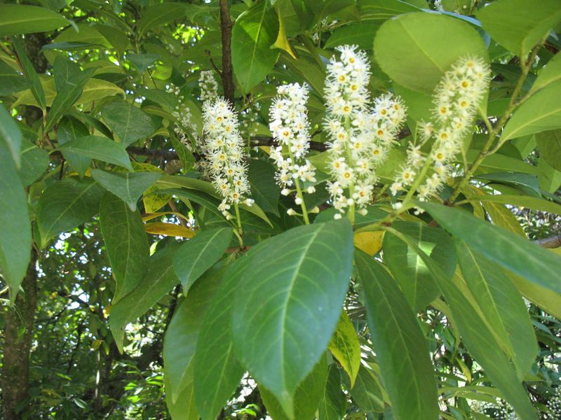 Prunus laurocerasus L., Laurel cerezo 2