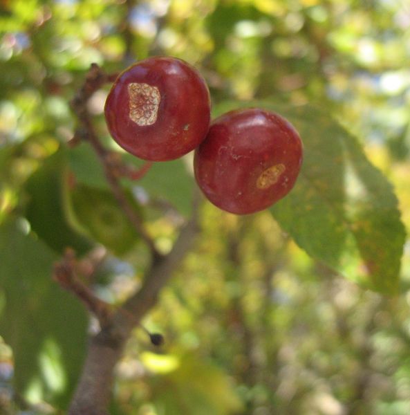 Prunus mahaleb L., Cerezo de Mahoma, Cerezo de Santa Lucia