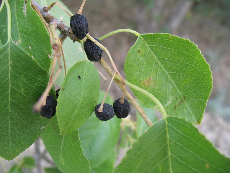 Prunus mahaleb L., Cerezo de Santa Luc�a, Cerezo de Mahoma 5