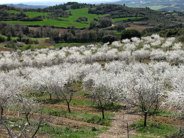 Prunus spinosa L., Endrino, Ara�ones, Pachar�n 7