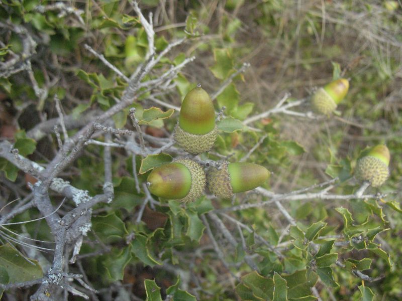 Quercus coccifera L., Coscoja 7