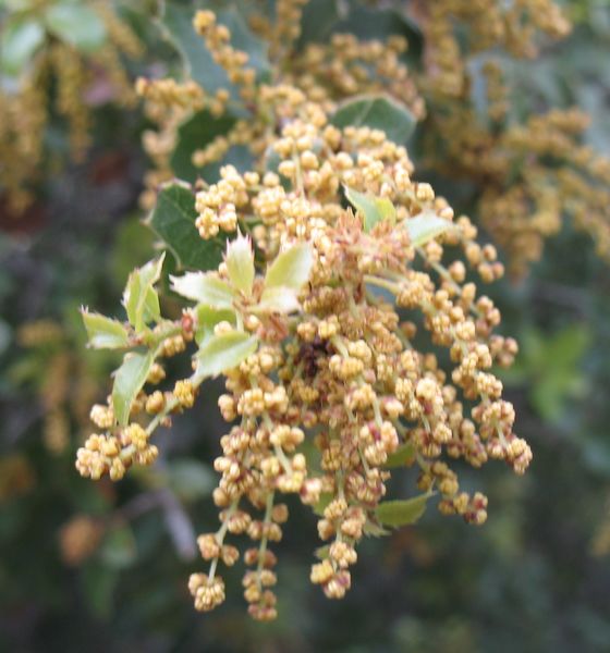 Quercus coccifera L., Coscoja 2