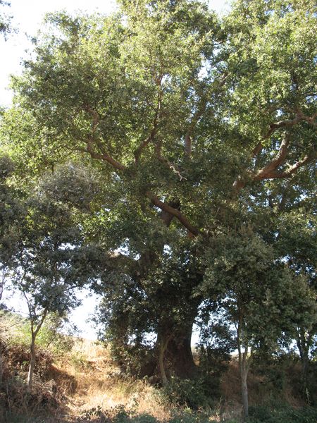 MN n� 7 Quercus faginea Lam., Quejigo, Rebollo, Roble carrasque�o, Carvallo, Carballo 6