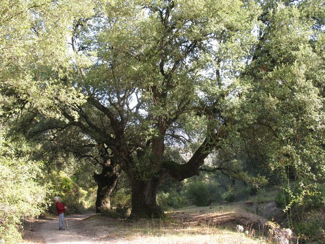MN n� 26. Quercus ilex L. subesp ilex, Encina. Basaura