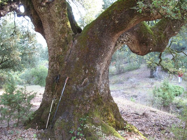 MN nº 26. Quercus ilex L. subesp ilex, Encina. Basaura 2