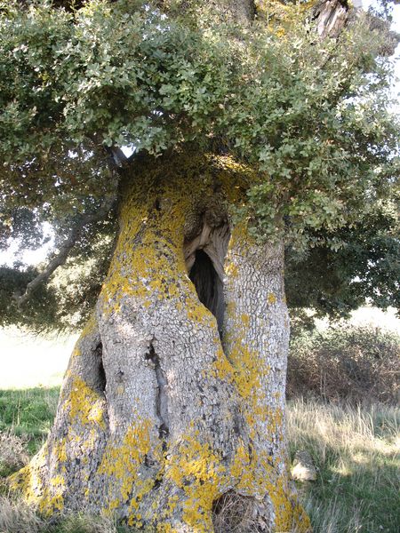 MN n� 44. Quercus ilex subsp. ballota (Desf.) Samp., Encinas de Oloriz 2