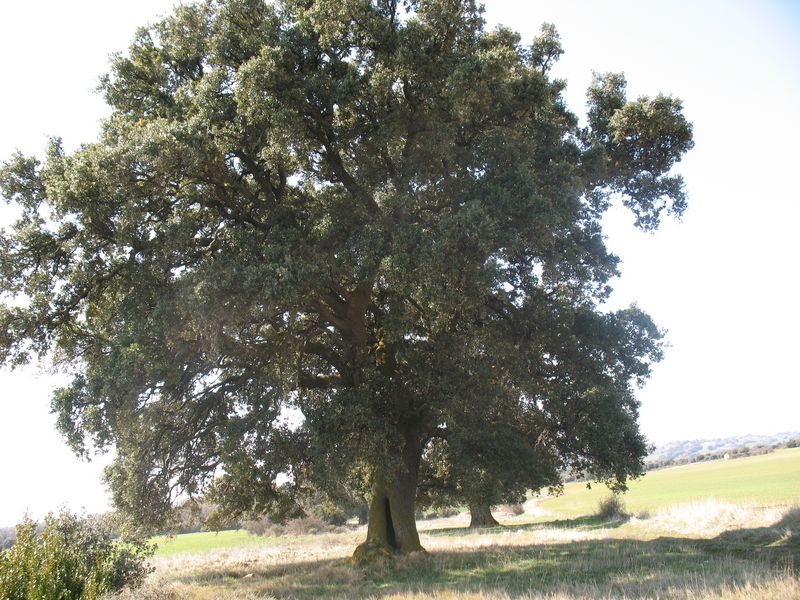 MN nº 44. Quercus ilex subsp. ballota (Desf.) Samp., Encinas de Oloriz 8