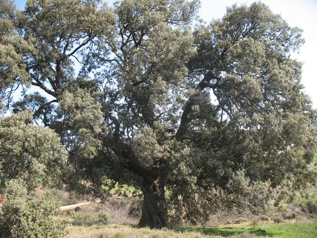 MN nº 44. Quercus ilex subsp. ballota (Desf.) Samp., Encinas de Oloriz