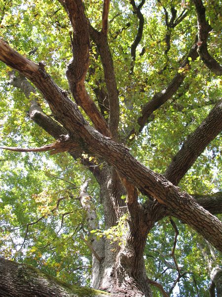 MN n� 47. Quercus petraea (Matt.) Liebl., Roble, Roble albar, Aritza, 2