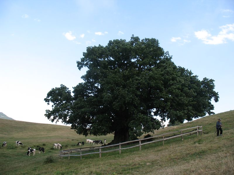 Monumento Natural n� 43. Quercus robur L., Roble pedunculado. Ork�n 2