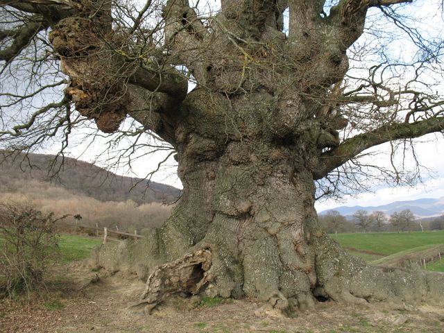 Monumento Natural nº 43. Quercus robur L., Roble pedunculado. Orkín 2