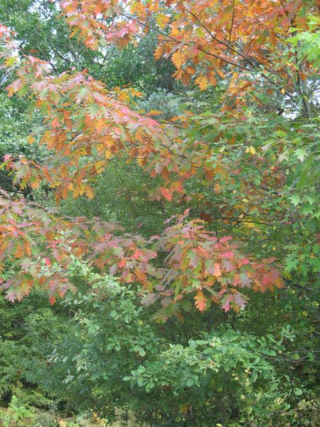 Quercus rubra L., Roble americano 4