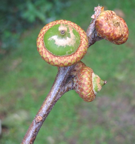 Quercus rubra L., Roble americano 10