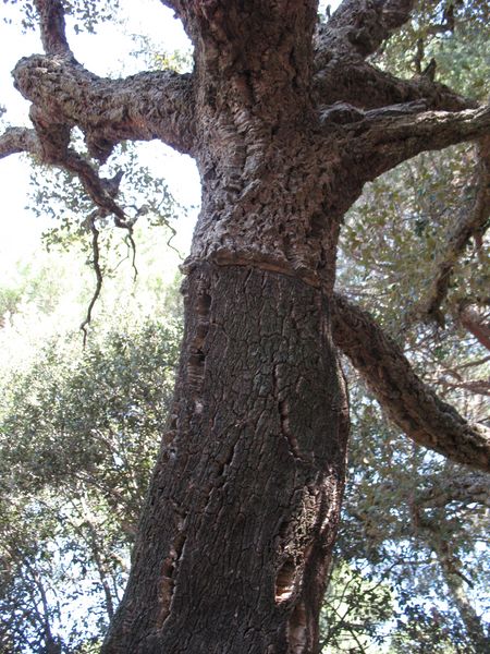 Quercus suber L., Alcornoque. 3