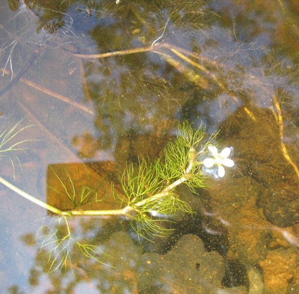 Ranunculus aquatilis var. trichophyllus (Chaix ex Vill.) A. Gray, R. aquatilis var. diffusus.