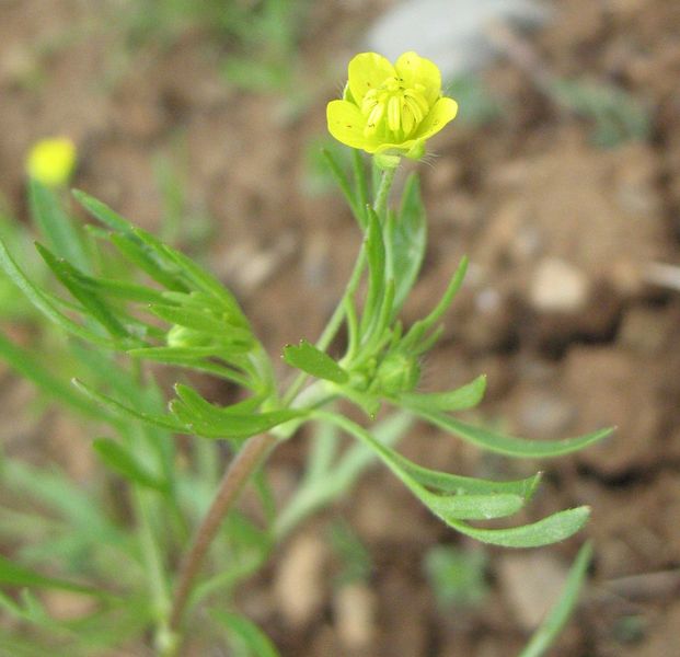 Ranunculus arvensis L., Bot�n de oro, Urrebotoi. 7