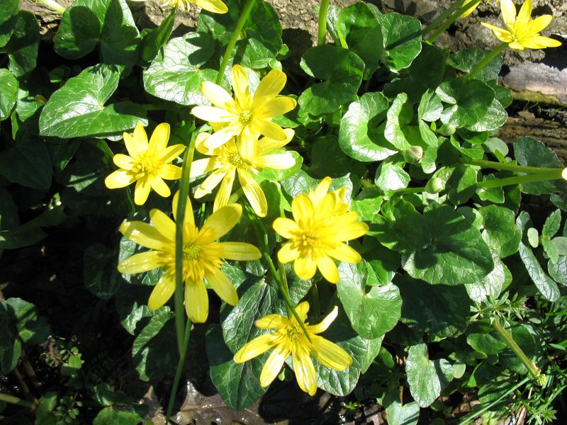 Ranunculus ficaria L., Celidonia menor, Hierba de las almorranas