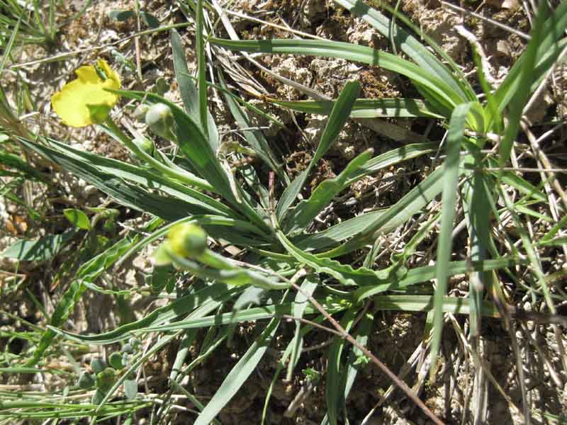 Ranunculus gramineus 2