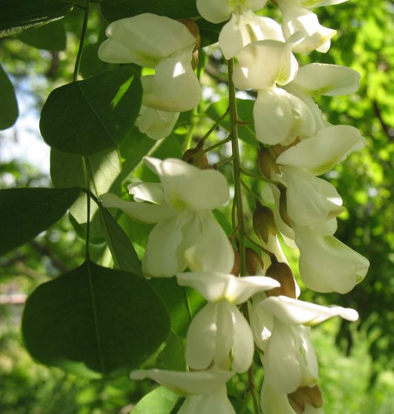 Robinia pseudoacacia L., Robinia, Falsa acacia, Acacia blanca, Acacia bastarda 6
